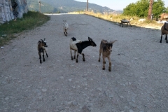 IMG_20170801_083140 (Small)